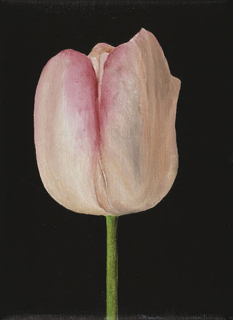 pink tulip by patrice moor