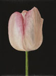 pink tulip by patrice moor